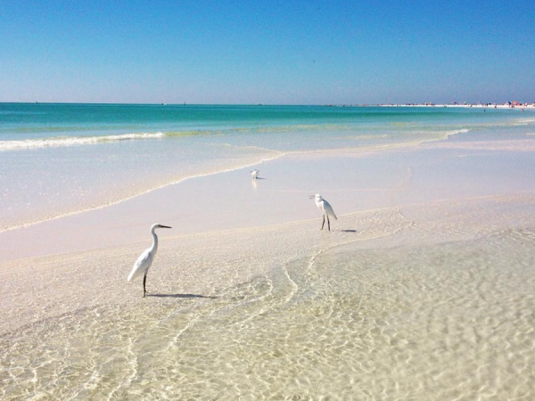 Three white herons wade along a shallow, crystal-clear tropical beach with turquoise waters and a bright blue sky.